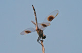 Four-spotted Pennant