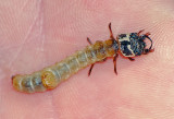 Tiger Beetle larvae