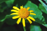 Oppositeleaf Spotflower (Acmella repens)