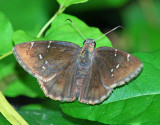 Confused Cloudywing