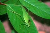 Katydid