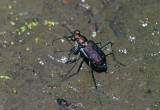 S-banded Tiger Beetle (Cicindelidia trifasciata)