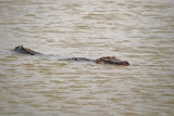 American Alligator