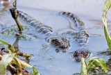American Alligator hatchlings