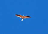 White-tailed Kite - juvenile