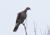Band-tailed Pigeon