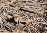 Wrinkled Grasshopper