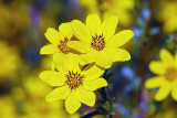 Bidens aristosa