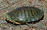 Red-eared Slider - male