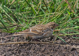 Chestnut-collared Longspur