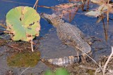 American Alligator