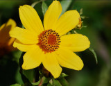 Burmarigold (Bidens laevis)