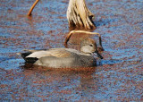 Gadwall