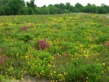 Airport Prairie Glade