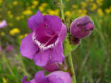 Purple Beard-tongue (Penstemon cobea)