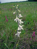 Prairie Larkspur (Delphinium carolinianum ssp. virescens)