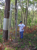 Red-cockaded Woodpecker nest tree