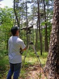 Looking at Red-cockaded Woodpeckers