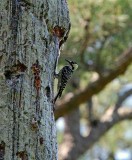 Red-cockaded Woodpecker