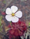 Dwarf Sundew