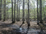 Bottomland Hardwood Forest