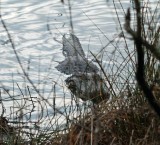 Momma gator