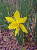 Daffodil