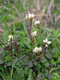 Bitter Cress