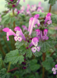 Henbit