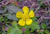 Buttercup