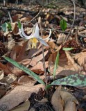 White Trout-Lily
