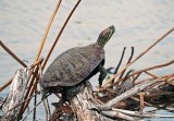 Red-eared Slider