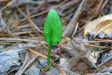 Adder's-tongue Fern