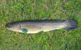 Bowfin - male