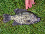 White Crappie