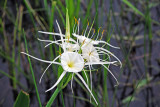 Spider Lily
