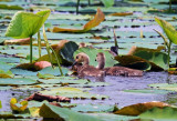 Canada Geese goslings (Giant race)