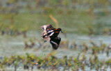 Red-necked Phalarope