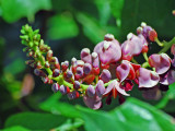 Groundnut