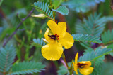 Partridge Pea