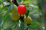 Sand Plums