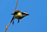 Great Kiskadee