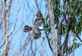 Mississippi Kite