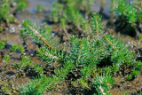 Twoleaf Watermilfoil (Myriophyllum heterophyllum)