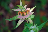 Spotted Horsemint (Monarda punctata)