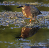 20110622_Ile Bizard- Heron Vert - D-300_6884-1 copy.jpg