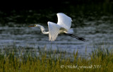 2011 06 17_Parc des Rapides  Aigrette Blanche   D-300_2933-1.jpg