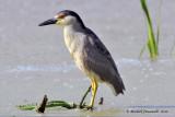 20120605 Bihoreau Gris  jeune_7155-3.jpg