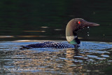 20120618 plongeon Huard _5778-1_3 .jpg