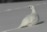 willow ptarmigan -- lagopede des saules